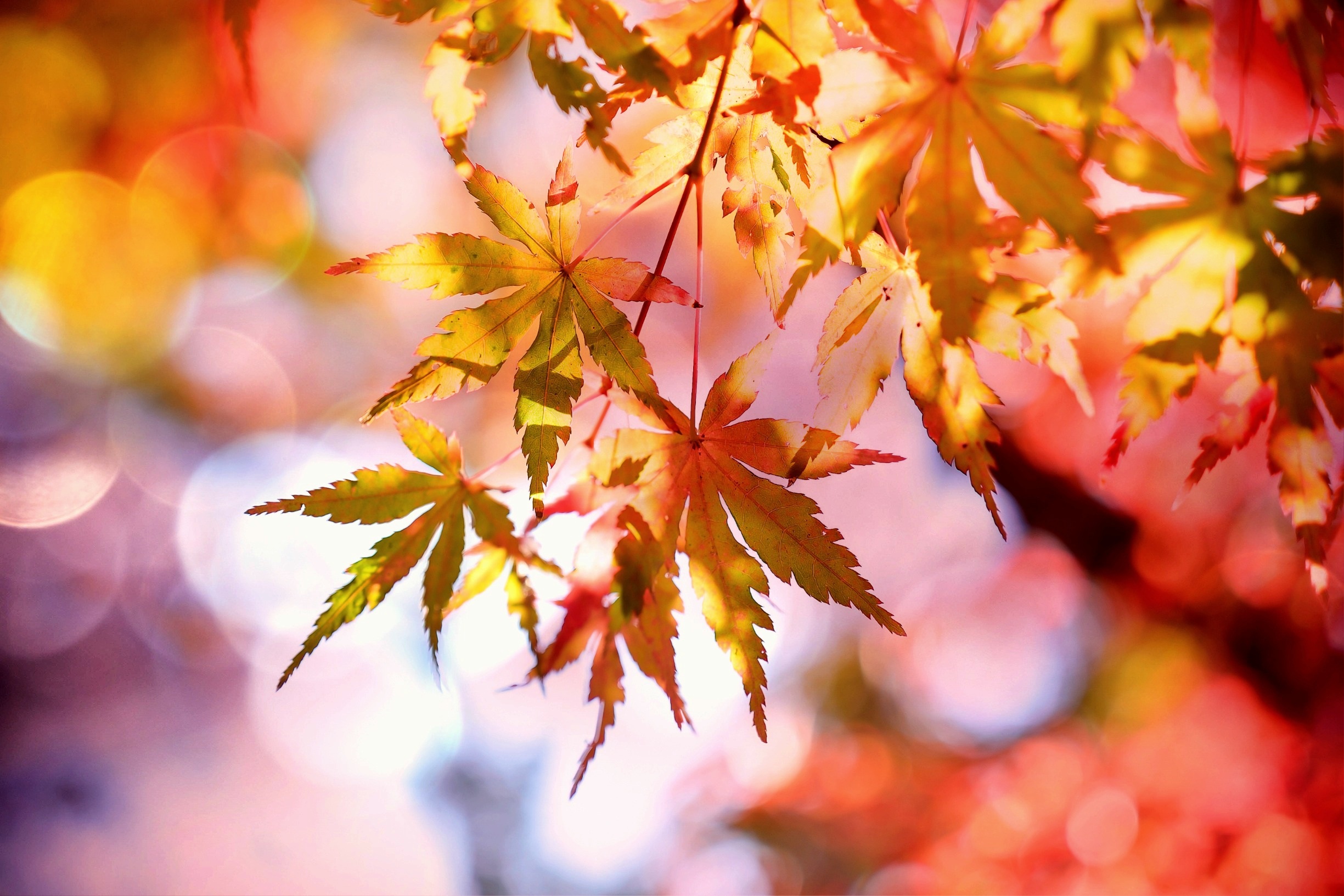 Happy Fall from Showcase Renovations!